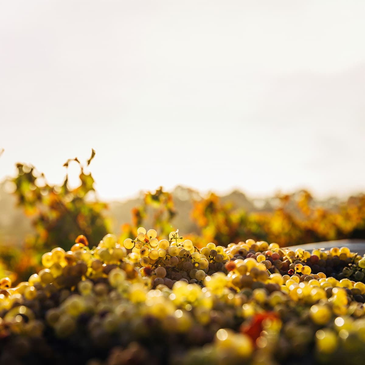 Freshly harvested white wine grapes glowing in golden sunlight, with blurred vineyard rows in background