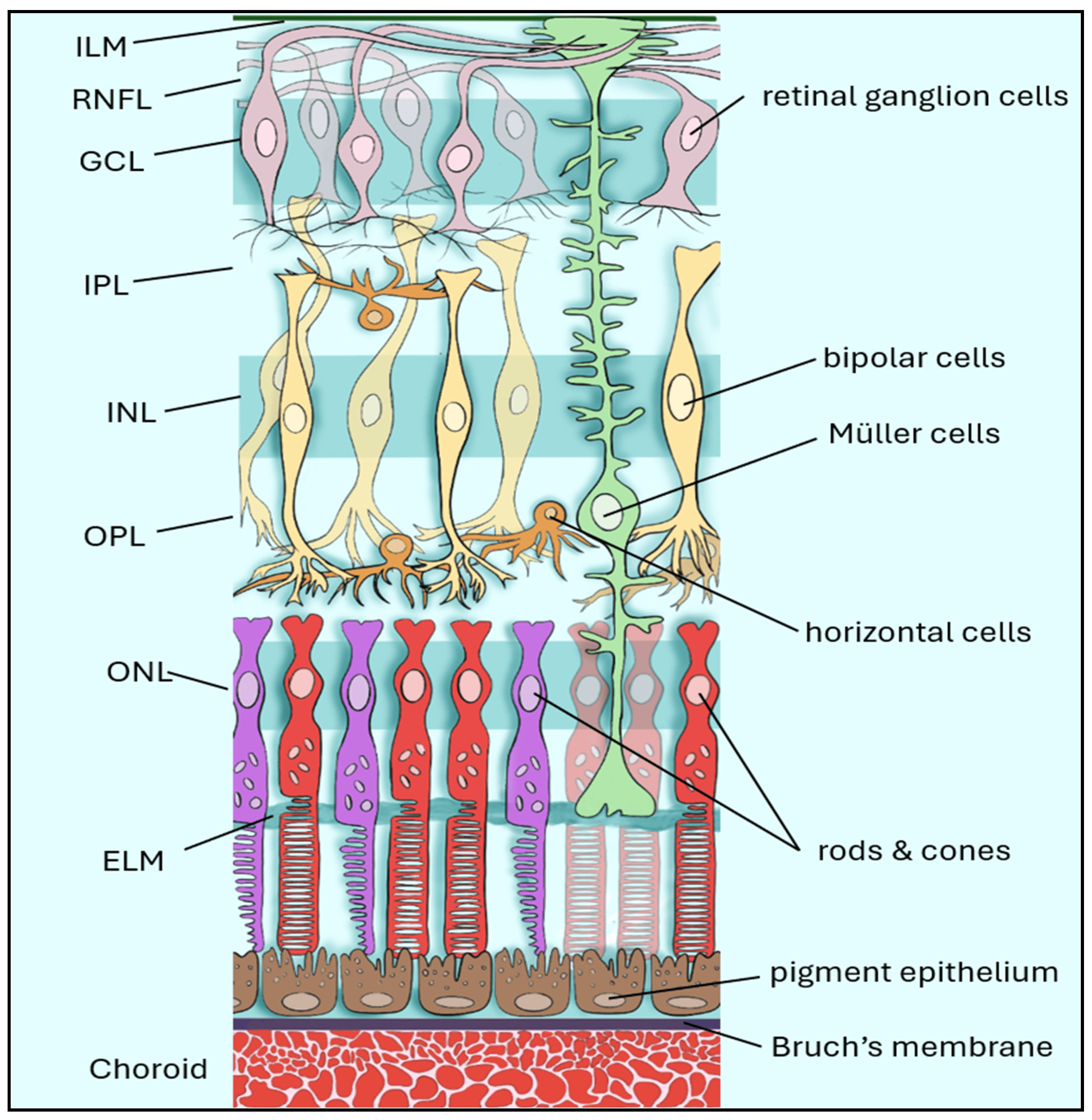 Diagram of retinal layers showing ganglion cells, bipolar cells, Müller cells, horizontal cells, rods and cones, pigment epithelium, and choroid.